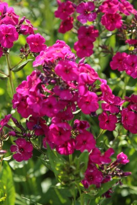 Bild von Phlox paniculata Raving Beauty