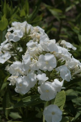 Bild von Phlox paniculata Rembrand