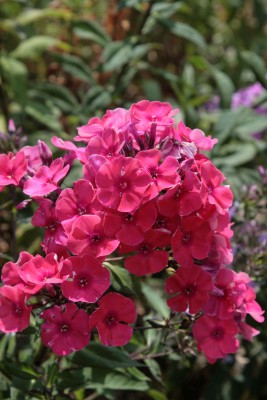 Bild von Phlox paniculata Redivivus