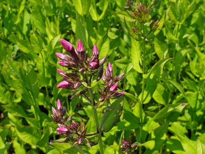 Bild von Phlox paniculata Red Riding Hood