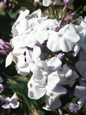 Bild von Phlox paniculata Schneeferner