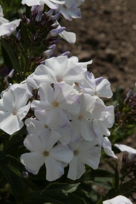 Bild von Phlox paniculata Schneerausch