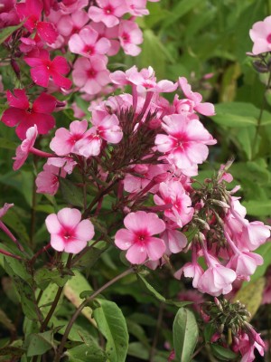 Bild von Phlox paniculata Sommerfreude