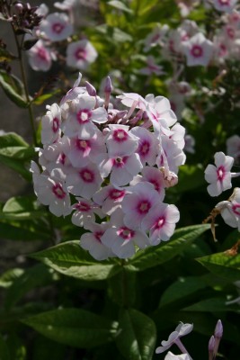 Bild von Phlox paniculata Sommerkleid