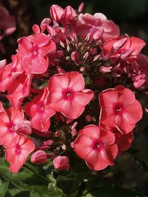 Bild von Phlox paniculata Spätrot