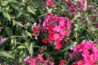 Bild von Phlox paniculata Starfire