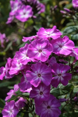 Bild von Phlox paniculata Sternhimmel