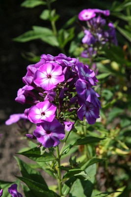 Bild von Phlox paniculata Uspech