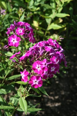 Bild von Phlox paniculata Wenn Schon Denn Schon