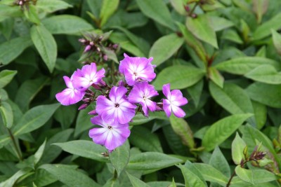 Bild von Phlox paniculata Wilh. Kesselring