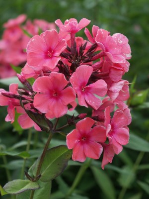 Bild von Phlox paniculata Windsor