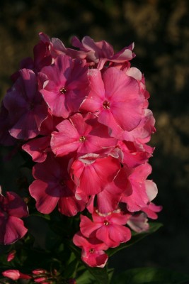 Bild von Phlox paniculata Württembergia