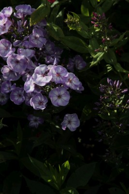 Bild von Phlox paniculata Younique Old Blue