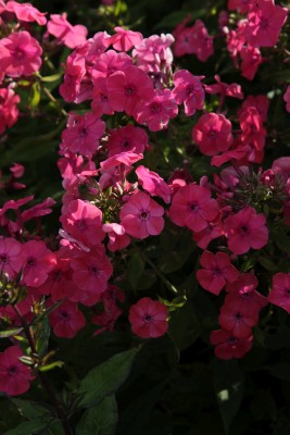 Bild von Phlox paniculata Younique Rot