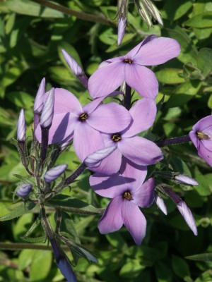 Bild von Phlox stolonifera Violet Velvet