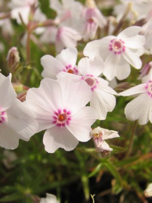 Bild von Phlox subulata Amazing Grace