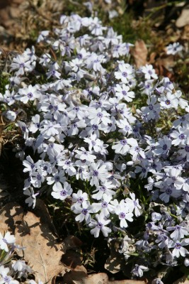 Bild von Phlox subulata Bavaria