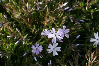 Bild von Phlox subulata G.F.Wilson