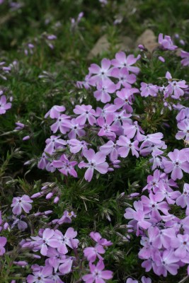 Bild von Phlox subulata Linners-Traum