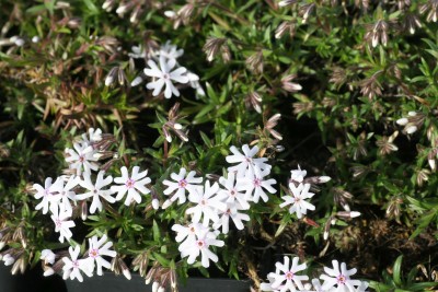 Bild von Phlox subulata Petticoat