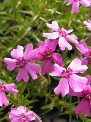 Bild von Phlox subulata Rottraud