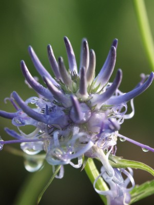 Bild von Phyteuma scheuchzeri