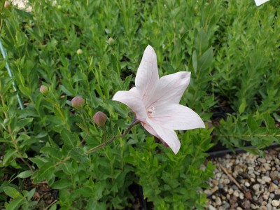 Bild von Platycodon grandiflorus Fuji Pink