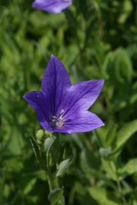 Bild von Platycodon grandiflorus Mariesii