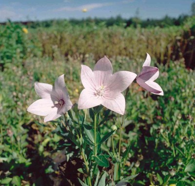 Bild von Platycodon grandiflorus Perlmuttersch.