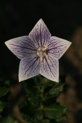 Bild von Platycodon grandiflorum Suena