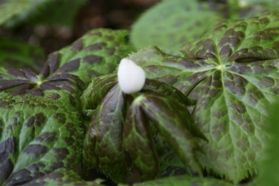 Bild von Podophyllum hexandrum Majus