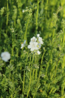 Bild von Polemonium caeruleum Album