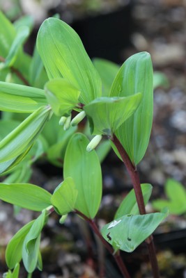 Bild von Polygonatum x-cult. Red Stem