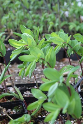 Bild von Polygonatum x-cult. Red Stem