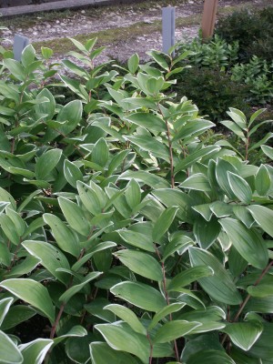 Bild von Polygonatum odoratum Variegatum