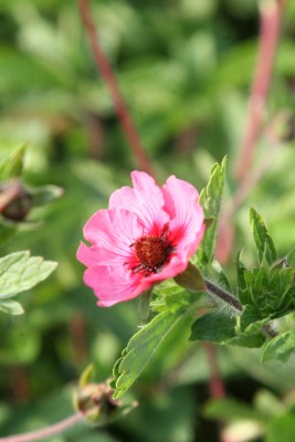 Bild von Potentilla nepalensis Miss Willmott