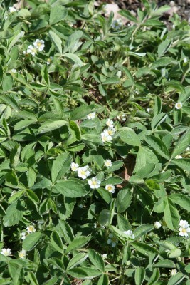 Bild von Potentilla sterilis