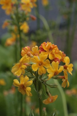 Bild von Primula bulleyana