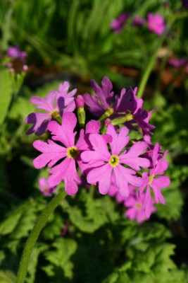 Bild von Primula cortusoides