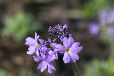 Bild von Primula denticulata Lilac