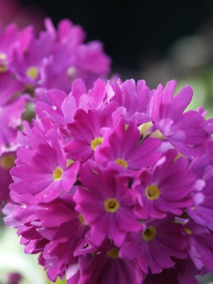 Bild von Primula denticulata Rubin