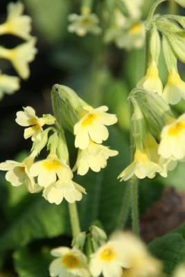 Bild von Primula elatior Wildform