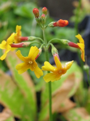 Bild von Primula florindae