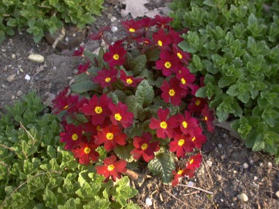 Bild von Primula x-pruhon. rot