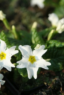 Bild von Primula x-pruhon. Schneewittchen