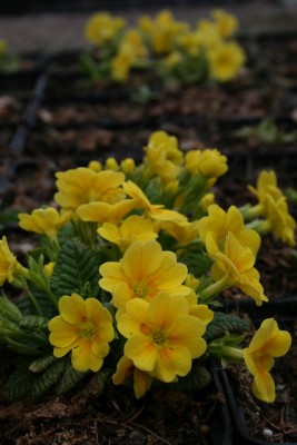 Bild von Primula x-pruhon. gelb