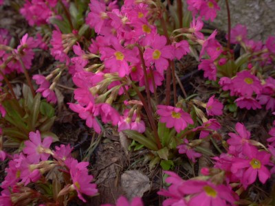 Bild von Primula rosea Gigas