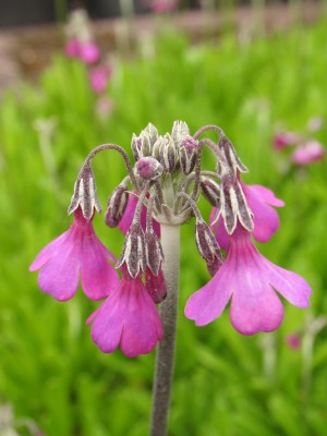 Bild von Primula secundiflora