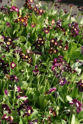 Bild von Primula pubescens