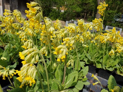 Bild von Primula veris